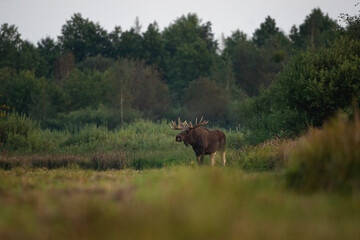 Wall Mural - European elk during rut in Biebrzanski Park. Male of elk is walkin on the meadow. Moose in autumn season. Huge stag with flat antlers. 