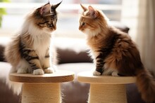 A Picture Of A Couple Of Cats Sitting On Top Of A Table. Perfect For Showcasing The Playful Nature Of Cats And Adding A Touch Of Cuteness To Any Project.