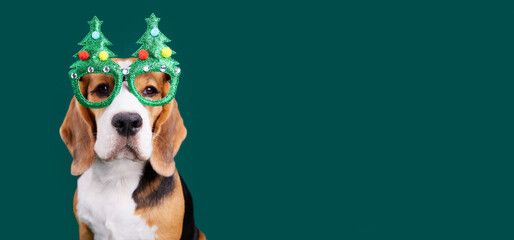 A beagle dog wearing Christmas tree-shaped glasses on a green isolated background. Happy New Year and Merry Christmas greeting banner. Copy space. The concept of humanization of animals