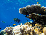 Fototapeta Do akwarium - Coral reef with its inhabitants in the Red Sea