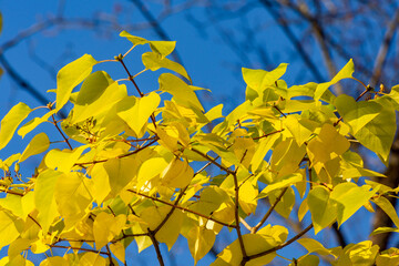 Wall Mural - Yellow leaves in autumn oa sunny day