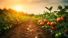 Tomato Field Inside A Farm, Nobody, Empty Field With Ripe Red Tomatoes On Branches, Sunlight Rays Of Light. 