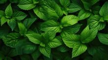Closeup Green Leaves Background - Fresh Leaf Pattern Overlay