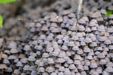 Wall Mural - Coprinellus disseminatus commonly known as the fairy inkcap, fairy bonnet, or trooping crumble cap