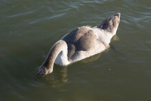 Grey Swan Hid His Head Underwater. A Gray Swan Is Looking For Food Under Water. Swan In The Pond