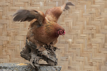 An adult female Brahma chicken is perched on a rotten tree trunk. This large and heavy body chicken has the scientific name Gallus gallus domesticus.