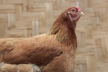 An adult female Brahma chicken is perched on a rotten tree trunk. This large and heavy body chicken has the scientific name Gallus gallus domesticus.