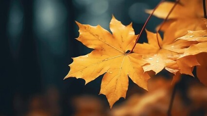 autumn maple leaves against blurred forest background. 4k looping video.
