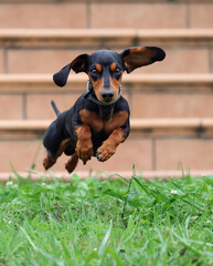 Cute adult dachshund or wiener dog hopping on the grass outdoors. Happy and healthy badger or sausage dog having fun in the park. Front view of a short-legged dog jumping in the air.