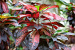 Tropikalna roślina z czerwonymi liściami