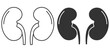 Human kidneys anatomy icon. Vector illustration.