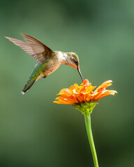Wall Mural - hummingbird on flower