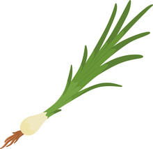 spring onion vegetable illustration