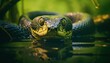 Photo of an anaconda snake swimming in the water