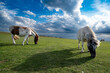 Ponys im Dartmoor National Park / Südengland