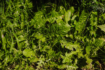 Poster - Background of green grass, weed growing in the garden. Photography of nature.