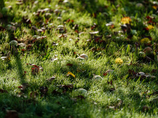 Wall Mural - green autumn foliage details in wet autumn nature forest