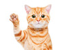 Portrait of a cute kitten Scottish Straight waving his paw isolated on a white background