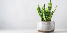 Sansevieria Or Snake Plant In A Pot On A Gray Background With Copy Space.