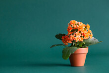 Kalanchoe In  Orange Flower Pot On Green Background