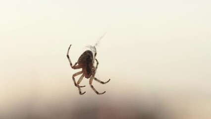 Spider weaving a web on light sky background