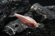 Mexican tetra or blind cave fish (Astyanax mexicanus)
