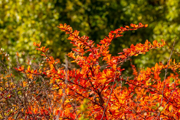 Wall Mural - Red leaves on a sunny autumn day