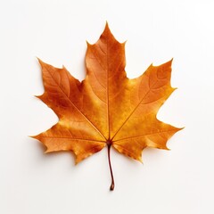 Wall Mural - Orange Autumn Leaf Isolated on a White Background