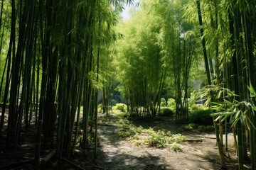 Aufkleber - A scenic dirt road winding through a forest of tall bamboo trees. Perfect for nature enthusiasts and travel blogs.