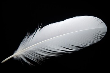 Poster - A simple and elegant image of a white feather on a black background. Perfect for adding a touch of sophistication to any design project.