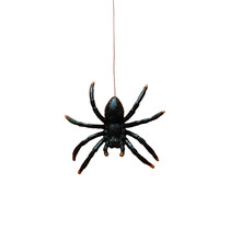 The Black Spider Descends And Ascends On A Rope, Transparent Background