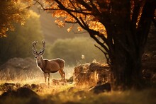 Deer In The Forest