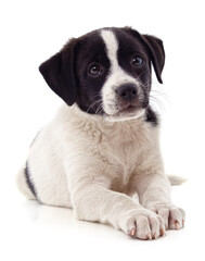 Canvas Print - White nice puppy.