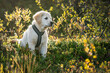 Golden retriever puppy observing the nature