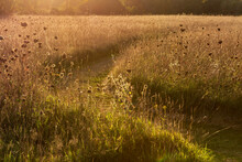 Golden Light Over A Wild Flower Meadow In September, With A Footpath Running Through The Grass