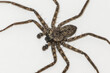Huntsman Spider, Jägerspinne, Uruguay