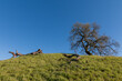 One oak tree is standing at the top of a hill. Blue sky is behind it. Two large dead trunks of oak trees are lying on the green grass on the hillside.