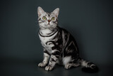 Fototapeta Koty - American shorthair cat on colored backgrounds