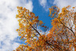 Autumn Leaves on a tree in the sky
