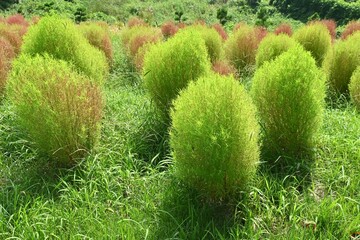 Wall Mural - Kochia ( Bassia scoparia ). Amaranthaceae annual plants. Stems are erect and initially green, later turning red. The fruit is edible and medicinal.