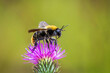 Vemos un hermoso abejorro , posado en una bella flor , una toma macro reflejando todo el polen disperso en su cuerpo.
