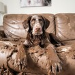 A dog covered in mud with a guilty face is sitting on a clean sofa couch, the sofa is now covered in mud, Generative AI