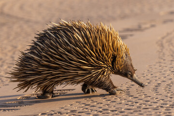 Wall Mural - Wild Short-beaked Echidna walking across a National Park visitor centre path