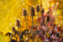 Dried Thistle Flowers (Dipsacus Fullonum) On The Meadow At Sunset In Autumn, Natural Red Yellow Background With Beautiful Bokeh, Fall Concept,