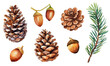 Watercolor pine cone and branches collection, hand drawn watercolor vector illustration isolated on white background.