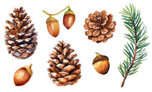 Watercolor Pine Cone And Branches Collection, Hand Drawn Watercolor Vector Illustration Isolated On White Background.