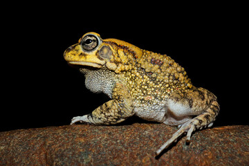 Canvas Print - Close-up of an olive toad (Amietophrynus garmani), South Africa.