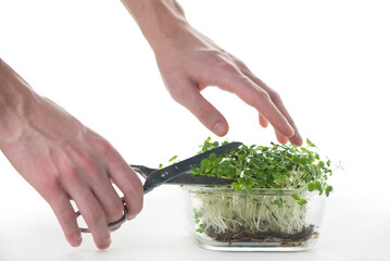 Canvas Print - human hands cut fresh greens with scissors Healthy food concept, growing greenery, small business. Boxes with mustard microgreens, super food.