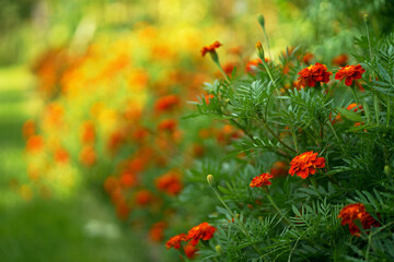 Wall Mural - Orange and red marigolds grow in summer floral ornamental garden, selective focus. Colorful flowers grows on flowerbed. Abstract autumn natural