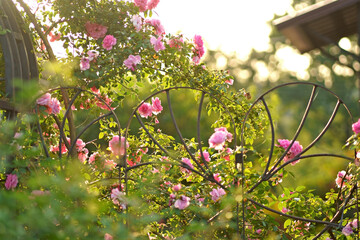 Sticker - Climbing rose flowers over vintage open gate. Beautiful summer roses blooms in village. Large hanging rose bush over the metal entrance gate.